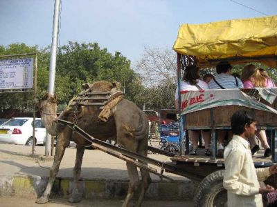 Group on Camel