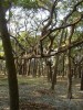Great Banyan tree